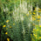 Culver's Root, White Culver's Root