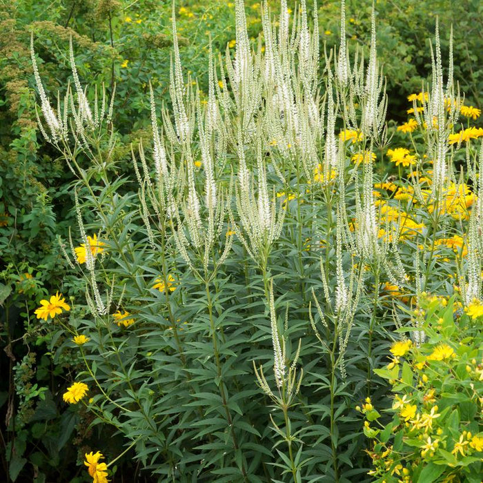 Culver's Root, White Culver's Root