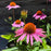 Coneflower, Magnus Echinacea, Coneflower