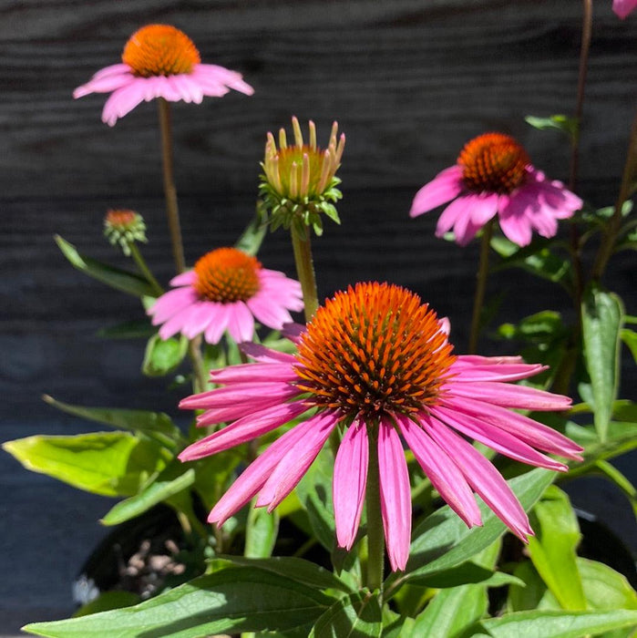 Coneflower, Magnus Echinacea, Coneflower