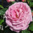 Rose, True Perfume Rose