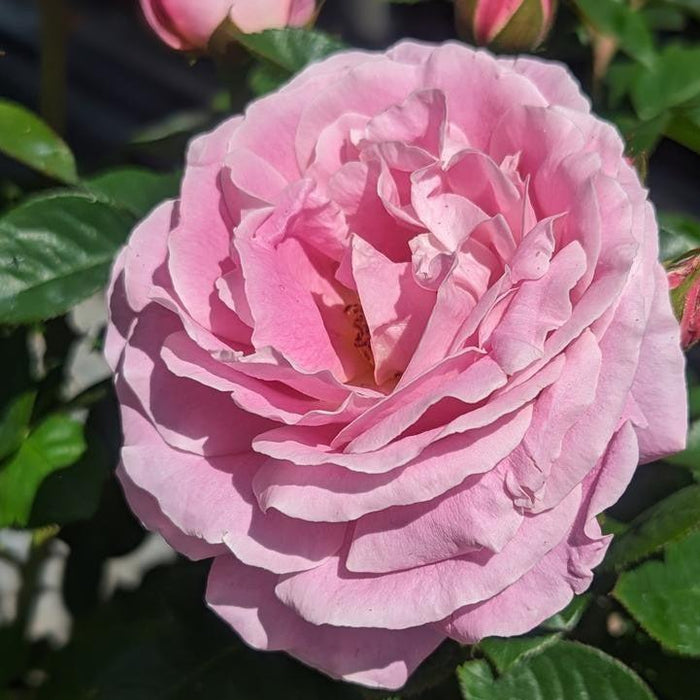 Rose, True Perfume Rose