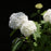 Hydrangea, Annabelle Mophead Hydrangea