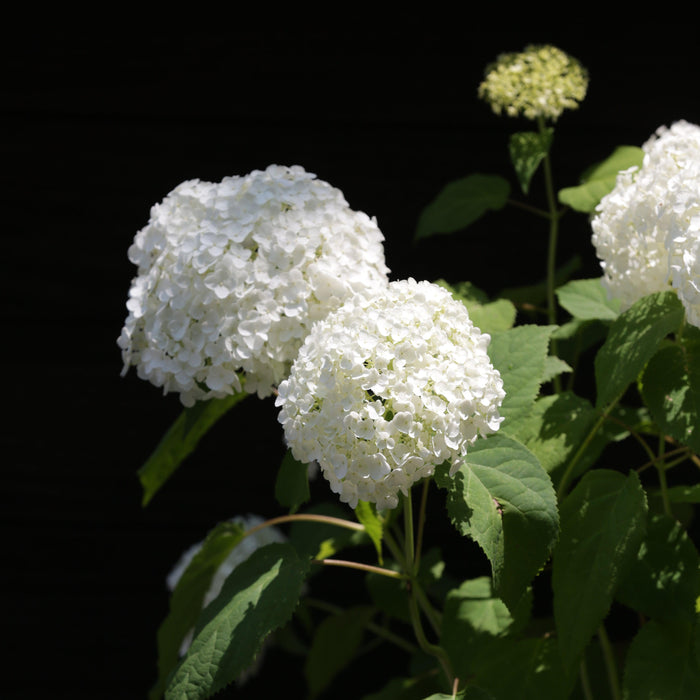Hydrangea, Annabelle Mophead Hydrangea