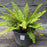 Fern, Tassel Fern
