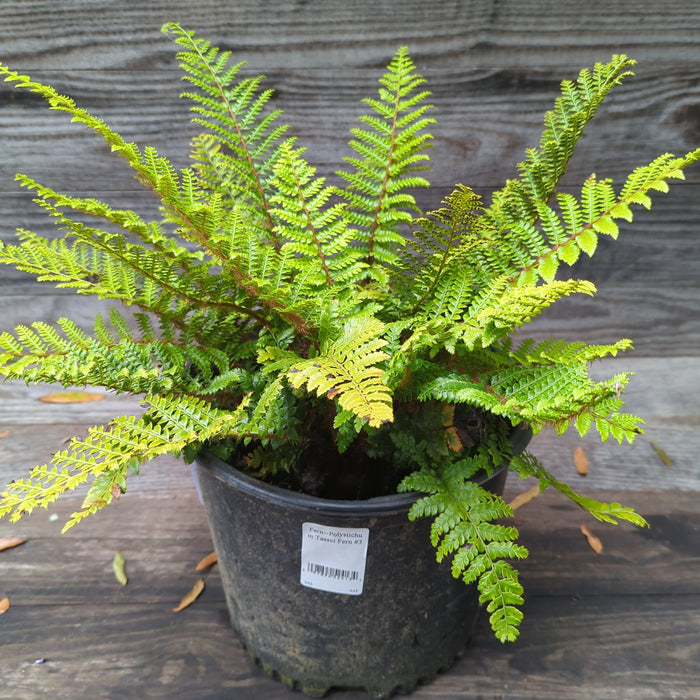Fern, Tassel Fern