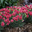 Dianthus, Fruit Punch® Cherry Vanilla Dianthus