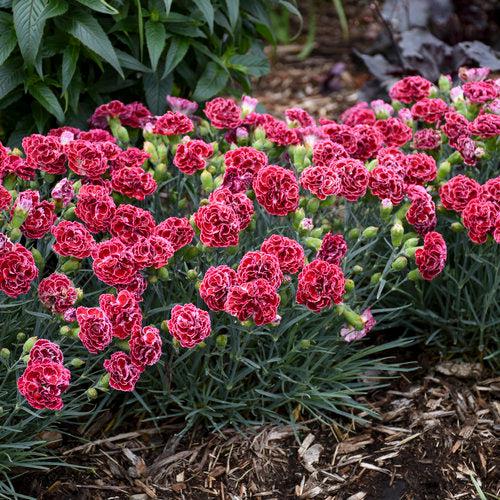 Dianthus, Fruit Punch® Cherry Vanilla Dianthus