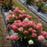 Hydrangea, Proven Winners® Fire Light Tidbit® Hydrangea