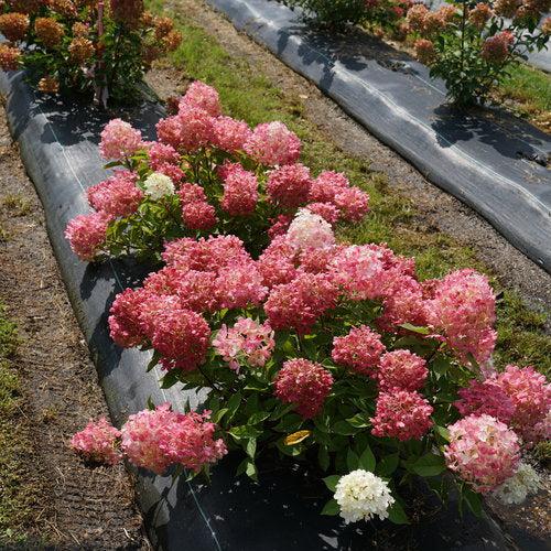 Hydrangea, Proven Winners® Fire Light Tidbit® Hydrangea