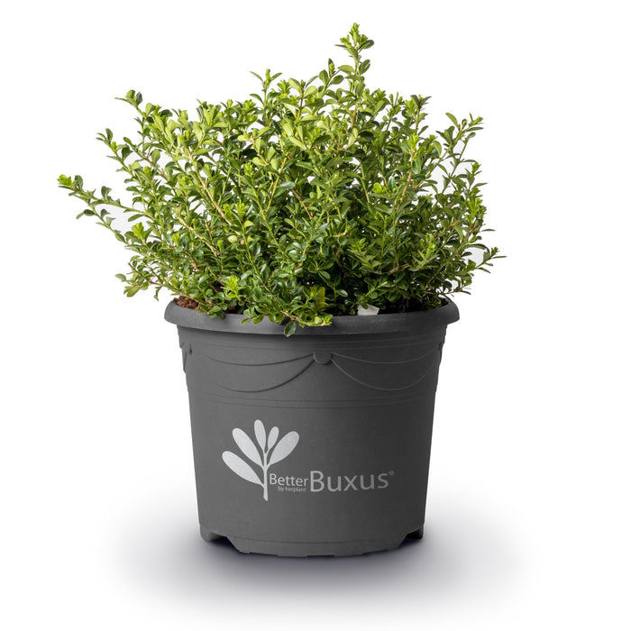 Boxwood, BetterBoxwood® Renaissance™ Boxwood