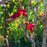 Daylily, Chicago Apache Daylily