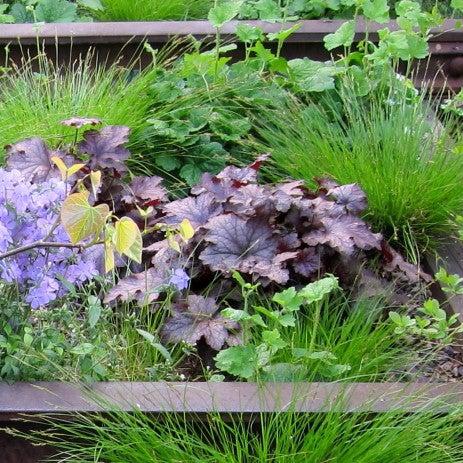 Coral Bells, Frosted Violet Coral Bells