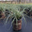 Sedge, Evercolor® Everest Variegated Sedge