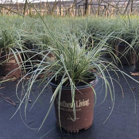 Sedge, Evercolor® Everest Variegated Sedge