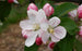Apple, Winesap, 7 gal (5-7 ft)