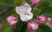 Apple, Crispin (Golden Delicious), 7 gal (5-7 ft)