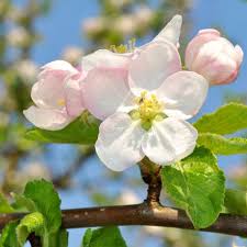Apple, SnowSweet Apple, 7 gal (5-6 ft)