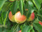 Pear, Juicy Jewel Asian Pear, 7 gallon (6-7 ft)