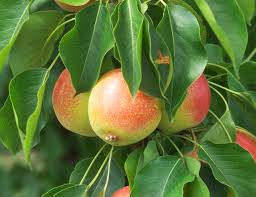 Pear, Juicy Jewel Asian Pear, 7 gallon (6-7 ft)