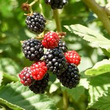 Blackberry, Hall's Beauty Thornless Blackberry
