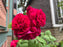 Rose, Tess of the d'Urbervilles® Rose