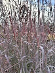Grass, Holy Smoke Blue Stem