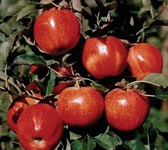 Apple, Royal Gala, 7 gal (5-7 ft)