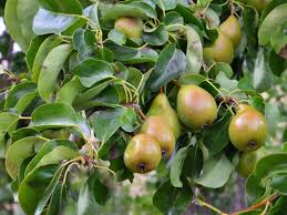 Pear, 4-in-1 Combo Round Fruiting Pear, 7 gal (5-6 ft) — Mackey's