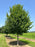 Elm, Jefferson American Elm