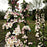 Apple, Northpole Columnar Variety (Malus X Northpole), 7 gal.
