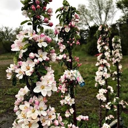 Apple, Northpole Columnar Variety (Malus X Northpole), 7 gal.
