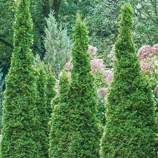Arborvitae, Shadowspire Arborvitae