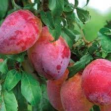 Plum, Elephant Heart - Japanese Plum, 7 gal (5-7 ft)