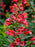 Beardtongue, Pristine Scarlet Beardtongue