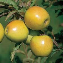 Apple, Goldrush, 7 gal (5-7 ft)