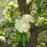 Viburnum, Blackhaw Viburnum