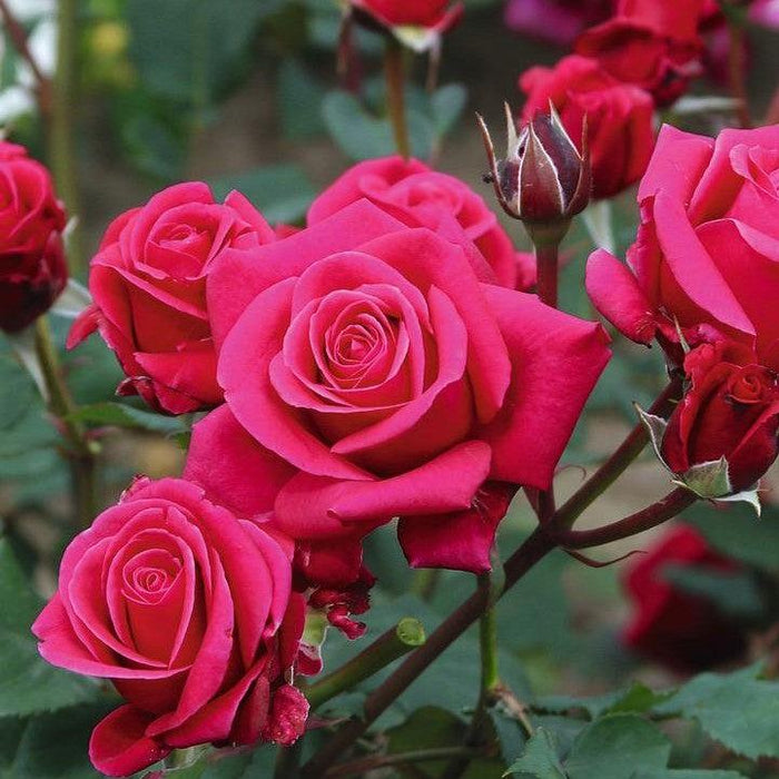 Rose, Showpiece™ Lipstick Rose