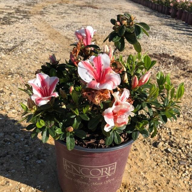 Azalea, Encore Autumn Starburst Azalea
