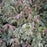 Leucothoe fontanesiana 'Rainbow'  - Rainbow Drooping Leucothoe