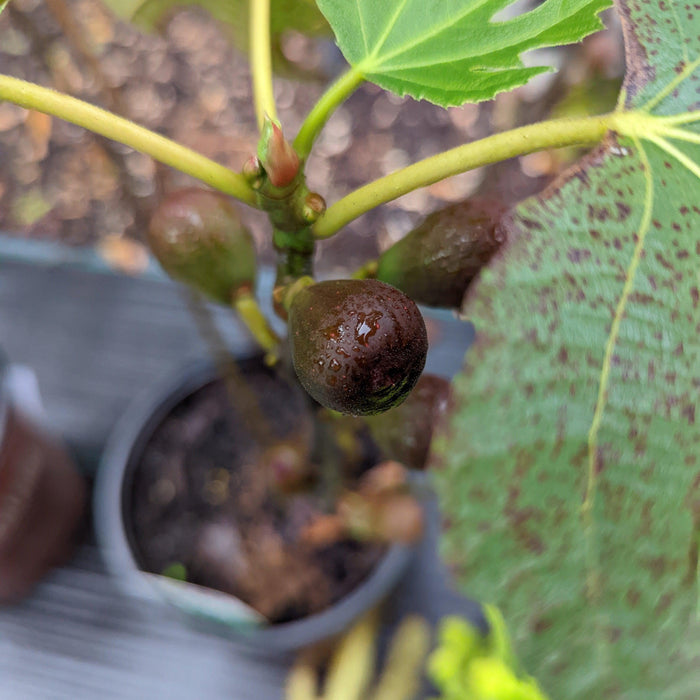 Fig, Little Miss Figgy