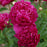 Paeonia lactiflora 'Kansas'  - Kansas Peony