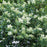 Privet, California Privet