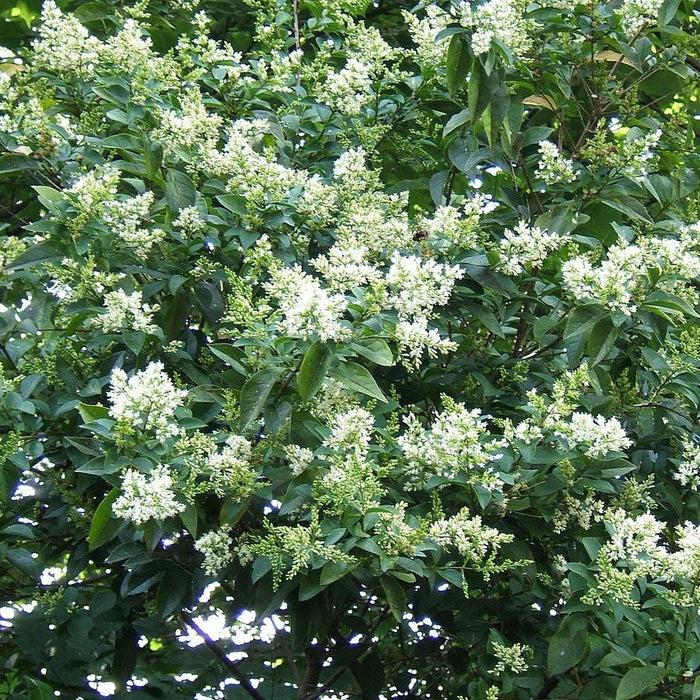 Privet, California Privet