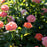 Rose, Orange Glow™ Knock Out® Rose