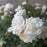 Rose, White Drift® Rose