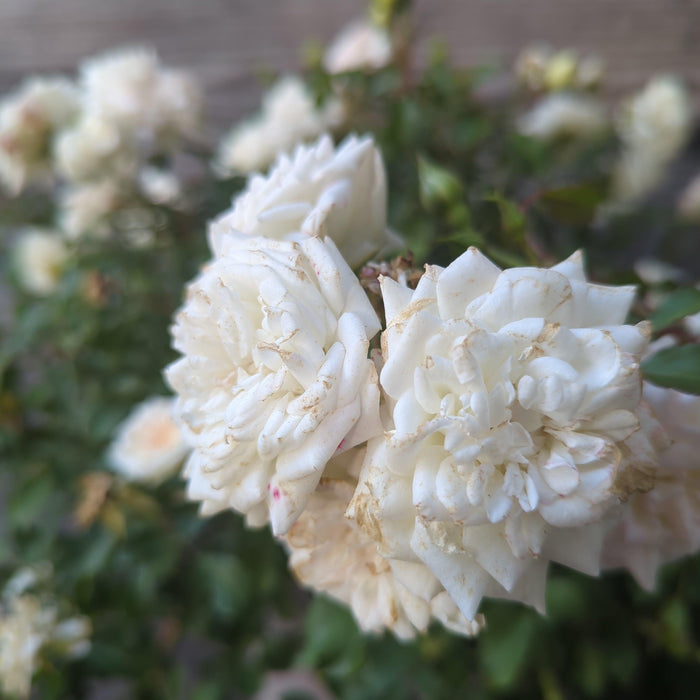 Rose, White Drift® Rose