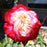 Rose, Double Delight Rose