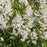 Astilbe, Vision in White Chinese Astilbe