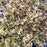 Weigela, My Monet Purple Effect® Weigela